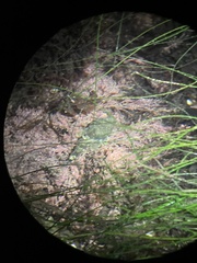 Artedius notospilotus