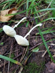 Leucocoprinus flavescens