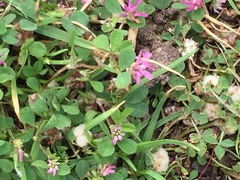 Trifolium tomentosum