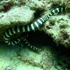 Emydocephalus annulatus