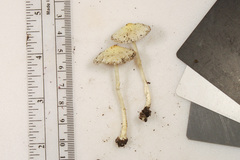 Leucocoprinus flavescens