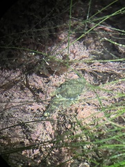 Artedius notospilotus