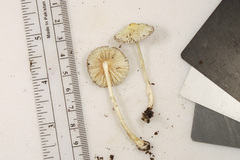 Leucocoprinus flavescens