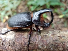 Heterogomphus schoenherri