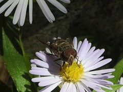 Copestylum isabellina