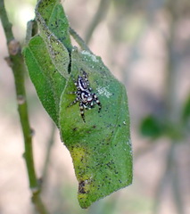 Metaphidippus chera