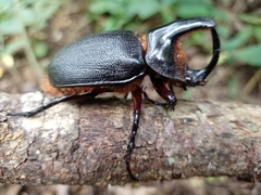 Heterogomphus schoenherri
