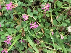 Trifolium tomentosum
