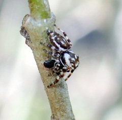 Metaphidippus chera
