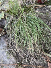 Agrostis perennans