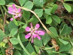 Trifolium tomentosum
