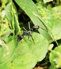 Neoponera apicalis
