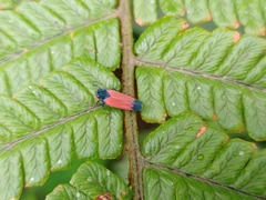 Cardioscarta flavifrons