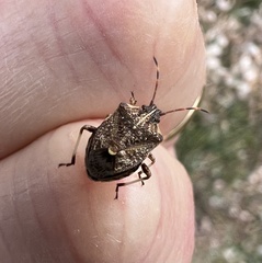 Oncocoris geniculatus