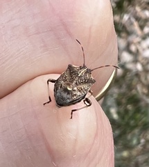 Oncocoris geniculatus