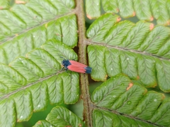 Cardioscarta flavifrons