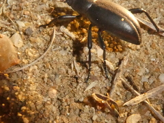 Coelocnemis magna