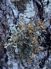 Platismatia stenophylla