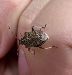 Oncocoris geniculatus