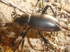Coelocnemis magna