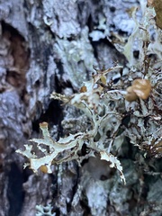 Platismatia stenophylla