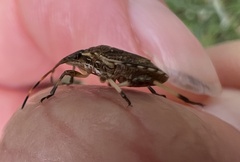 Oncocoris geniculatus