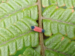 Cardioscarta flavifrons