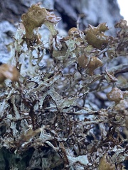 Platismatia stenophylla