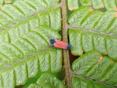 Cardioscarta flavifrons