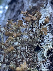 Platismatia stenophylla