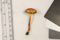 Hortiboletus campestris