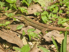 Ameiva