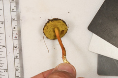 Hortiboletus campestris