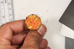 Hortiboletus campestris