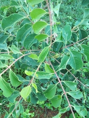Sclerocarya birrea caffra