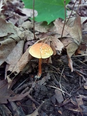 Hortiboletus campestris