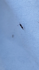 Diapriinae