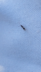 Diapriinae