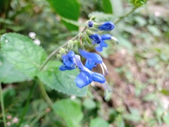 Salvia