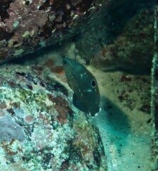 Halichoeres marginatus