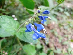 Salvia