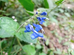 Salvia