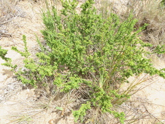 Pimelea serpyllifolia