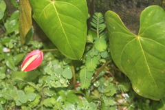 Anthurium andraeanum
