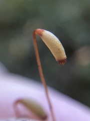 Mnium spinulosum