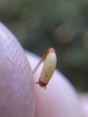Mnium spinulosum