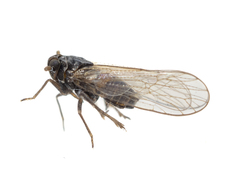 Pissonotus piceus