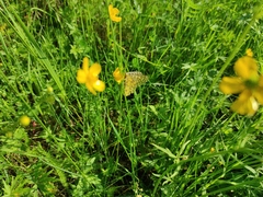 Parnassius eversmanni