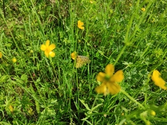Parnassius eversmanni