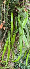 Pyrrosia longifolia